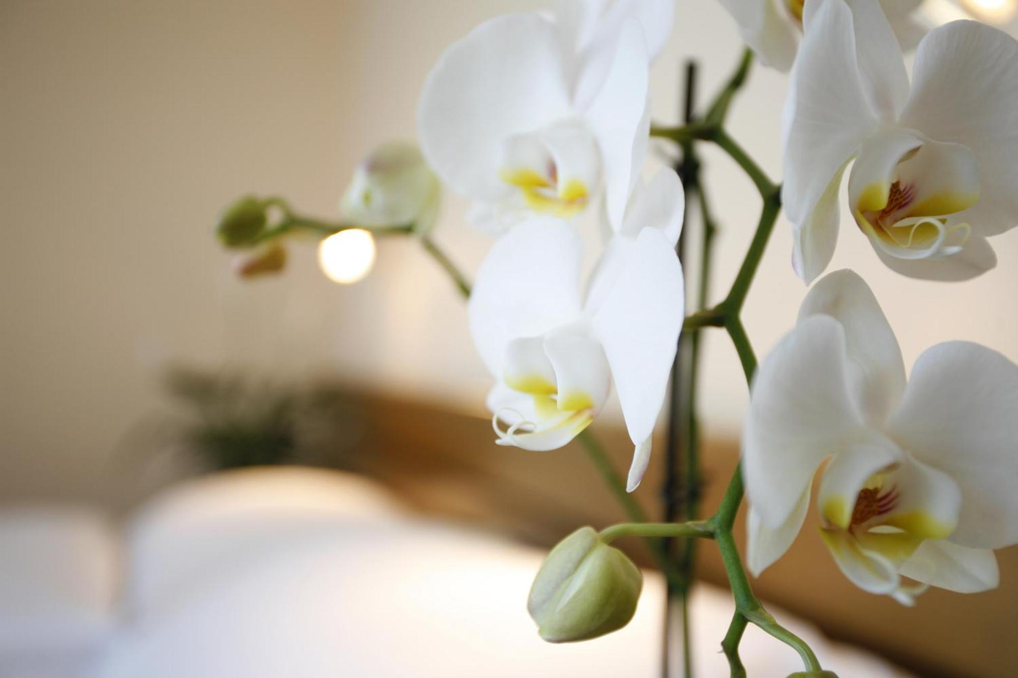 Chambre Simple Standard